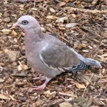 Bare-eyed Pigeon