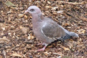 Naaktoogduif