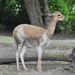 Vicuna