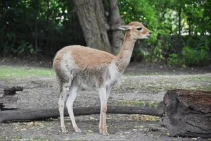 Vicuña