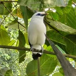 Bali Myna