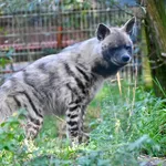 Striped Hyaena