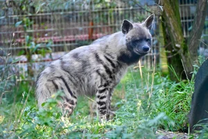 Gestreepte Hyena