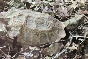 Gebochelde klepschildpad