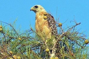roodschouderbuizerd