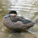 Blue-billed Teal