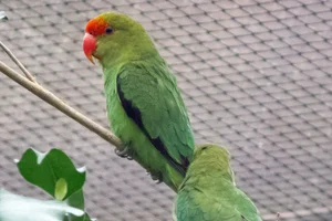 Zwartvleugelagapornis