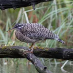 Sunbittern