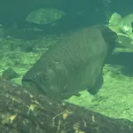 northern barramundi