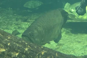 northern barramundi