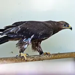 Tawny Eagle