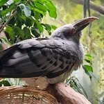Channel-billed Cuckoo