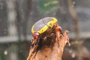 Pachnoda sinuata