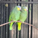Orange-winged Amazon