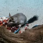 Black-tailed Garden Dormouse