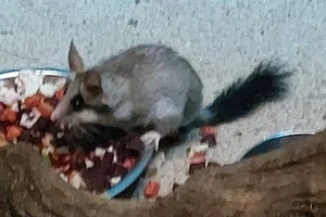 Woestijnslaapmuis