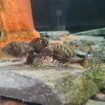 Arctic Sculpin
