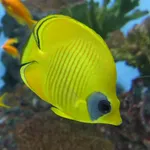 Addis Butterflyfish