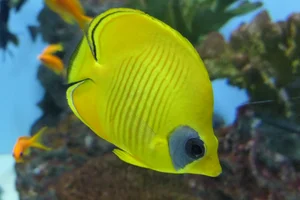 Gele Koraalvlinder