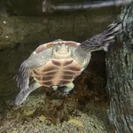 Chinese Stripe-necked Turtle