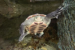 Chinese streepnekschildpad