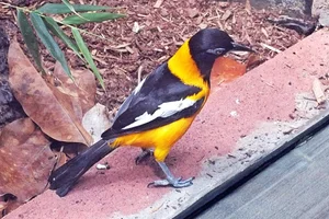 Oranje troepiaal