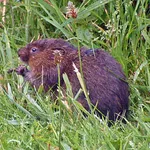 Eurasian Water Vole