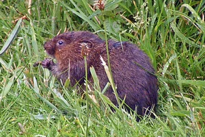 Woelrat