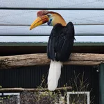 Knobbed Hornbill