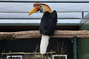 Sulawesi-jaarvogel