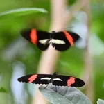 Common Patch Longwing