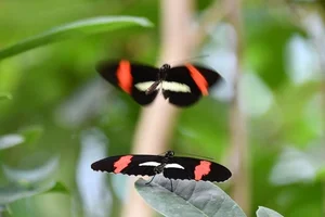 Common Patch Longwing