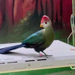 Red-crested Turaco