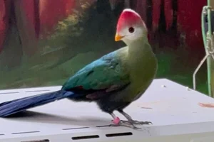 Roodkuifloerie
