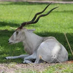 Addax
