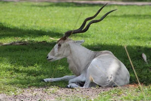 Addax