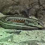 Ornate Girdled Lizard