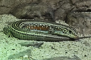 Ornate Girdled Lizard