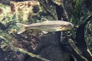 Karst Dace