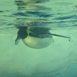 Emperor Penguin