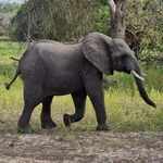 African Savanna Elephant