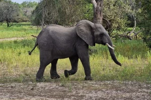 Afrikaanse Olifant