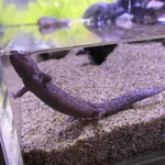 Tokyo Salamander