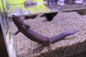 Tokyo salamander