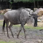 Common Wildebeest