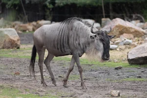 Oostelijke witbaard gnoe