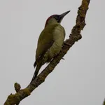 Eurasian Green Woodpecker