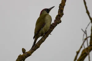 Groene specht