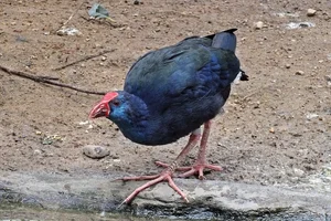 Purperkoet