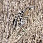 Bittern